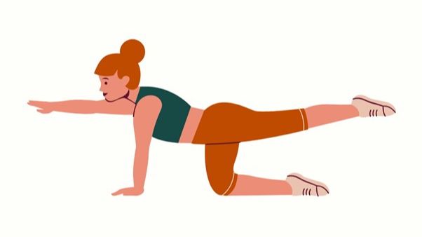 腰部拉筋運動,貓式延伸,Bird Dog